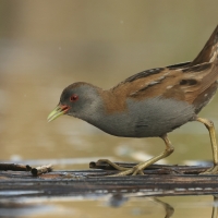 Zielonka - Zapornia parva - Little Crake