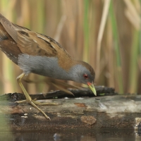 Zielonka - Zapornia parva - Little Crake
