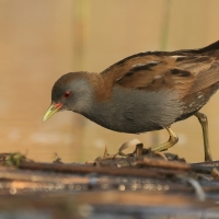 Zielonka - Zapornia parva - Little Crake