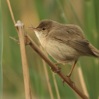 Trzcinniczek - Acrocephalus scirpaceus - Common Reed Warbler