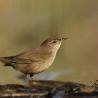 Brzęczka - Locustella luscinioides - Savi's Warbler