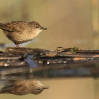 Brzęczka - Locustella luscinioides - Savi's Warbler