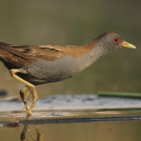 Zielonka - Zapornia parva - Little Crake