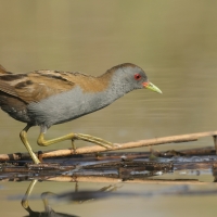 Zielonka - Zapornia parva - Little Crake