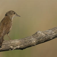 Brzęczka - Locustella luscinioides - Savi's Warbler