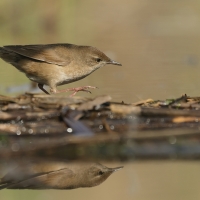 Brzęczka - Locustella luscinioides - Savi's Warbler