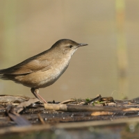 Brzęczka - Locustella luscinioides - Savi's Warbler
