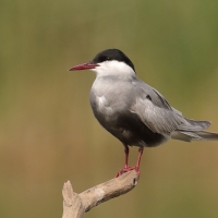 Rybitwa białowąsa - Chlidonias hybrida - Whiskered Tern