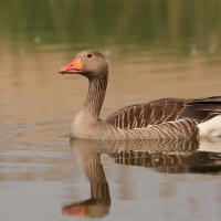 Gęgawa - Anser anser - Greylag Goose