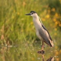 Ślepowron - Nycticorax nycticorax - Black-crowned Night-Heron
