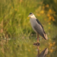 Ślepowron - Nycticorax nycticorax - Black-crowned Night-Heron