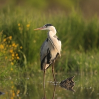 Czapla siwa - Ardea cinerea -Grey Heron