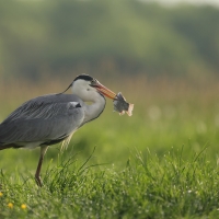 Czapla siwa - Ardea cinerea -Grey Heron