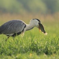 Czapla siwa - Ardea cinerea -Grey Heron