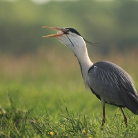 Czapla siwa - Ardea cinerea -Grey Heron