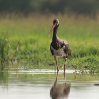 Bocian czarny - Ciconia nigra - Black Stork
