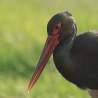 Bocian czarny - Ciconia nigra - Black Stork