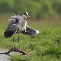 Czapla siwa - Ardea cinerea -Grey Heron