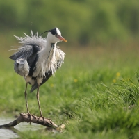 Czapla siwa - Ardea cinerea -Grey Heron