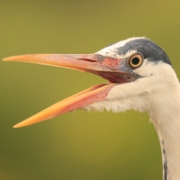 Czapla siwa - Ardea cinerea -Grey Heron