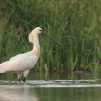 Warzęcha - Platalea leucorodia - Eurasian Spoonbill