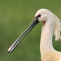 Warzęcha - Platalea leucorodia - Eurasian Spoonbill
