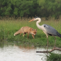 Czapla siwa - Ardea cinerea -Grey Heron