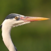 Czapla siwa - Ardea cinerea -Grey Heron