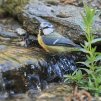 Modraszka - Cyanistes caeruleus - Blue Tit