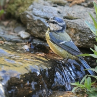Modraszka - Cyanistes caeruleus - Blue Tit