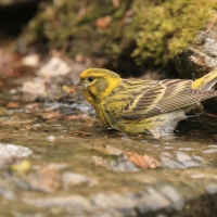 Kulczyk zwyczajny - Serinus serinus - European Serin