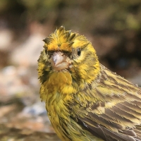 Kulczyk zwyczajny - Serinus serinus - European Serin