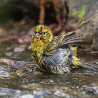 Kulczyk zwyczajny - Serinus serinus - European Serin