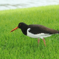 Ostrygojad - Haematopus ostralegus - Eurasian Oystercatcher
