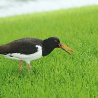 Ostrygojad - Haematopus ostralegus - Eurasian Oystercatcher