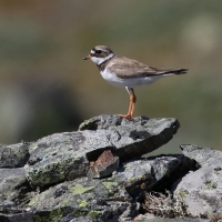 Sieweczka obrożna - Charadrius hiaticula - Common Ringed Plover