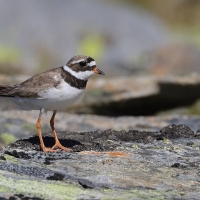 Sieweczka obrożna - Charadrius hiaticula - Common Ringed Plover