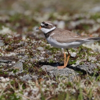 Sieweczka obrożna - Charadrius hiaticula - Common Ringed Plover