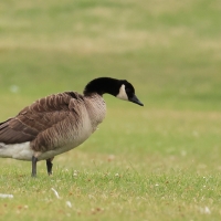Bernikla kanadyjska - Branta canadensis - Canada goose