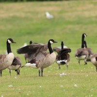 Bernikla kanadyjska - Branta canadensis - Canada goose