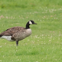 Bernikla kanadyjska - Branta canadensis - Canada goose