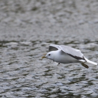 Mewa siwa - Larus canus - Mew Gull