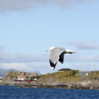 Mewa siwa - Larus canus - Mew Gull