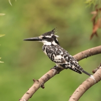 Rybaczek srokaty - Ceryle rudis - Pied Kingfisher