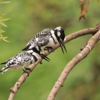 Rybaczek srokaty - Ceryle rudis - Pied Kingfisher