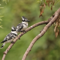 Rybaczek srokaty - Ceryle rudis - Pied Kingfisher