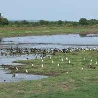 Stawy pod Livingstone- oczyczalnia sciekow