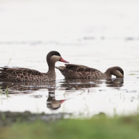 Srebrzanka czerwonodzioba - Anas erythrorhyncha - Red-billed Teal