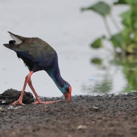 Modrzyk afrykański - Porphyrio p. madagascariensis - African Swamphen
