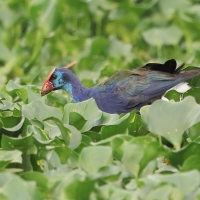 Modrzyk afrykański - Porphyrio p. madagascariensis - African Swamphen